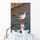 Seagull