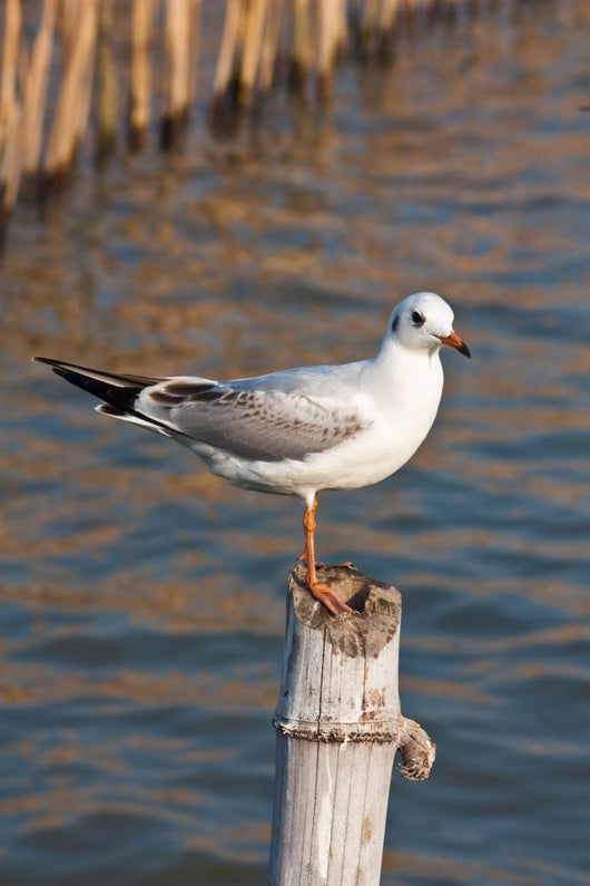 Seagull