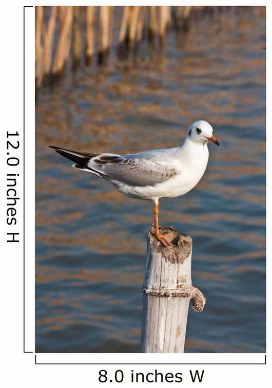 Seagull