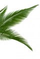 Green Palm Leaves Wall Decal