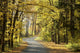 Road through the autumn forest on a sunny morning Wall Mural