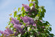 lilac Wall Mural