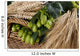 barley with hop cones Wall Mural