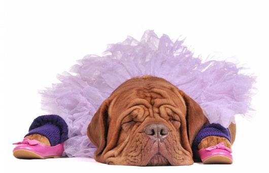 Dog Balerine Wall Mural