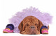Dog Balerine Wall Mural