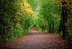 Path Woods