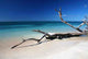 Caribic Selection Cuba V Wall Decal