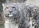Snow Leopard Wall Decal