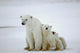 Polar She-bear with Cubs