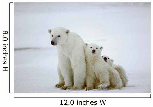 Polar She-bear with Cubs