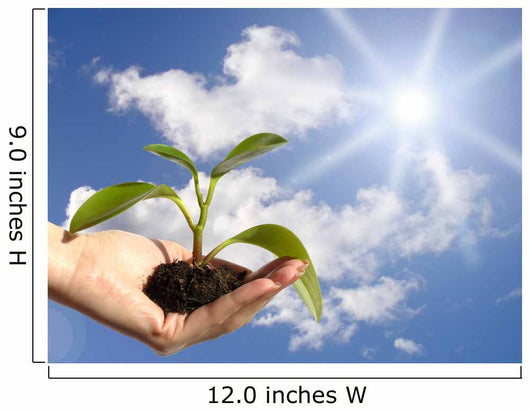 Plant in Hand Wall Mural