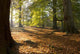 Autumn Woods Wall Decal