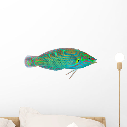 Melanurus Wrasse Wall Decal