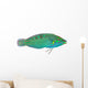 Melanurus Wrasse Wall Decal