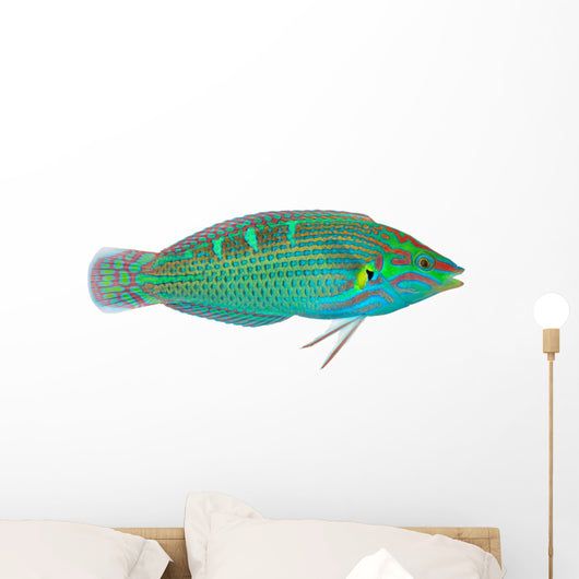 Melanurus Wrasse Wall Decal