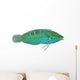 Melanurus Wrasse Wall Decal