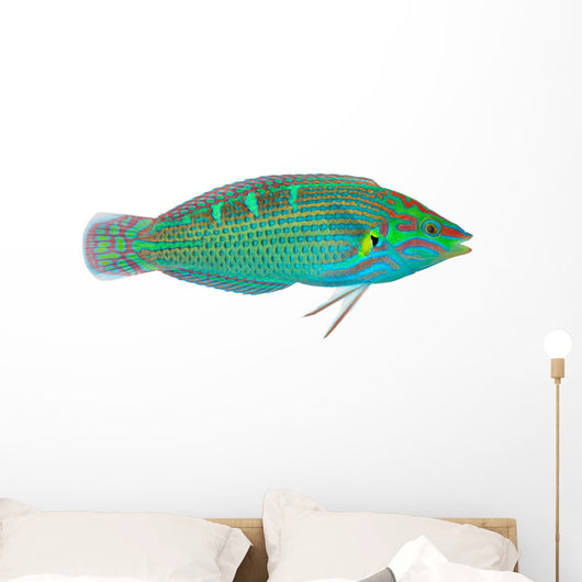 Melanurus Wrasse Wall Decal