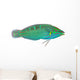 Melanurus Wrasse Wall Decal