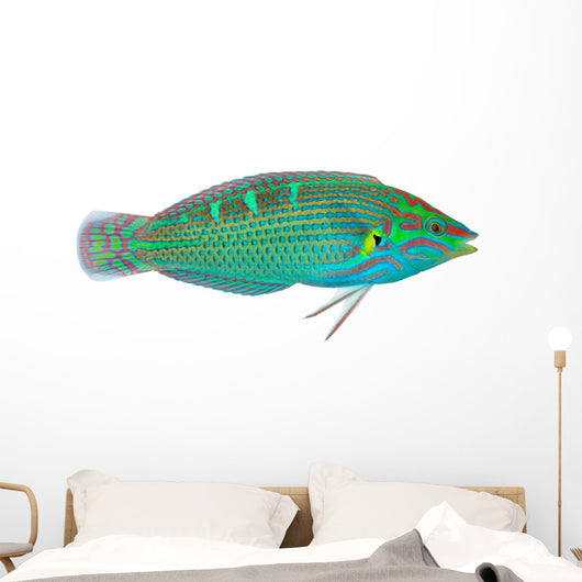 Melanurus Wrasse Wall Decal
