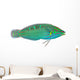 Melanurus Wrasse Wall Decal