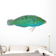 Melanurus Wrasse Wall Decal