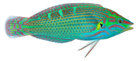 Melanurus Wrasse Wall Decal