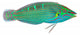 Melanurus Wrasse Wall Decal