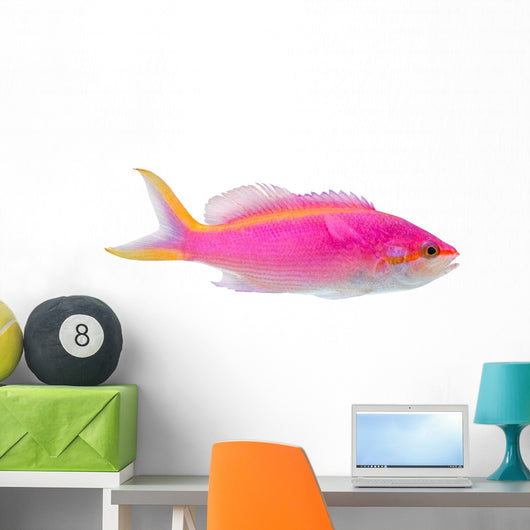 Purple Anthias Pseudanthias Tuka Wall Decal