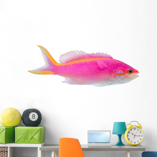 Purple Anthias Pseudanthias Tuka Wall Decal