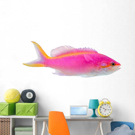 Purple Anthias Pseudanthias Tuka Wall Decal