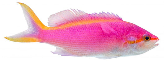 Purple Anthias Pseudanthias Tuka Wall Decal
