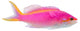 Purple Anthias Pseudanthias Tuka Wall Decal