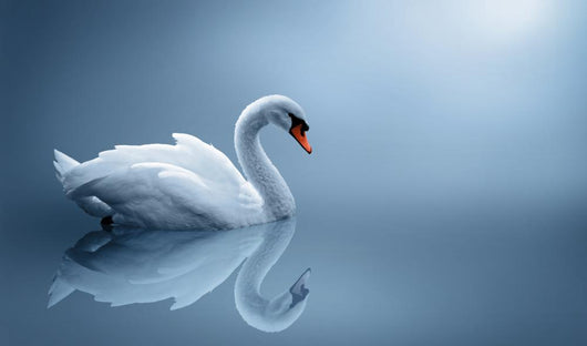 Swan