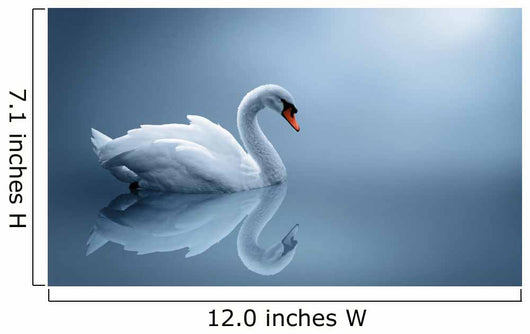 Swan