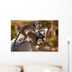 Cute Ring-tailed Lemurs Wall Mural
