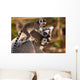Cute Ring-tailed Lemurs Wall Mural