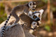 Cute Ring-tailed Lemurs Wall Mural