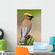 Cedar Waxwing Wall Mural