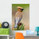 Cedar Waxwing Wall Mural