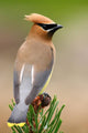 Cedar Waxwing Wall Mural