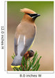 Cedar Waxwing Wall Mural