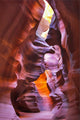 Canyon Antelope Wall Mural