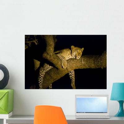 Leopard Resting Treebrench Night Wall Mural shown on a wall