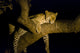 Leopard Resting Treebrench Night Wall Mural