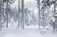 Winterwald Wall Mural
