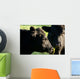 Aberdeen Angus Cows Close up Wall Mural