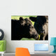 Aberdeen Angus Cows Close up Wall Mural