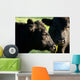 Aberdeen Angus Cows Close up Wall Mural
