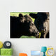 Aberdeen Angus Cows Close up Wall Mural