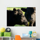 Aberdeen Angus Cows Close up Wall Mural